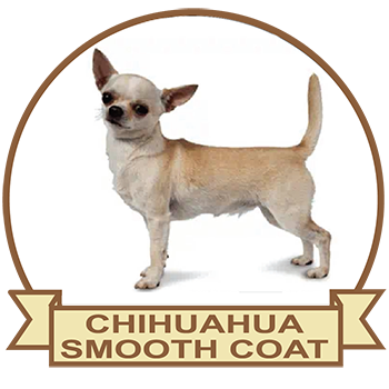 (image for) Chihuahua Smooth Coated (CHIH055)